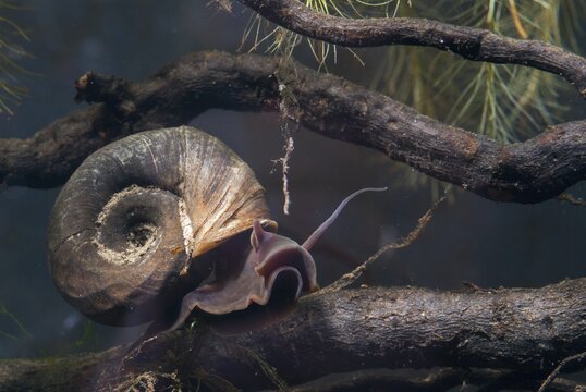 Great Ram's Horn snail, planorbarius corneus, posthorn snail, gastropod, mollusca, snails, molluscs