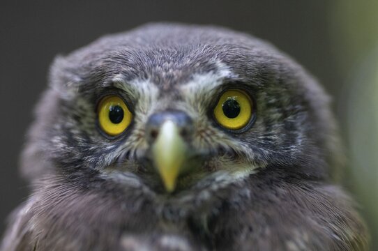 Glaucidium passerinum, pygmy owl, passerine owl, birds, owls, adolescent, juvenile, owls, strigiforms, birds