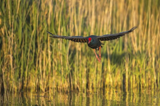Granelli, Italy, Pantano Cuba lagoon, Pantani Cuba and Longarini, porphyrio porphyrio, purple gallinule, purple swamps, purple grouse, migratory bird sanctuary Pantani Cuba & Longarini, birds, gruiformes, Italy, crane birds, rails, rallidae, Sicily, foundation pro biodiversity, sultana bird, birds
