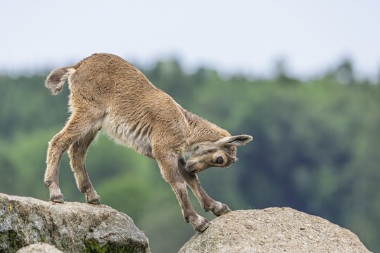 A young ibex (Capra ibex) stands on a rock and stretches out. A forest can be seen in the background. Carinthia, Austria