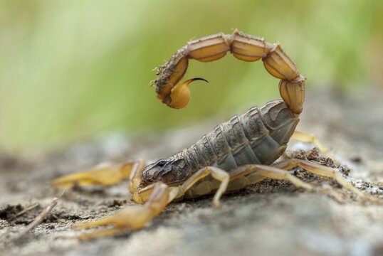 Arachnida, Buthus occitanus, common xellow scorpion, field scorpion, rock scorpion, yellow scorpion, yellow desert scorpion, scorpiones, arachnids, arthropods, extremadura, arthropods, arthropods, scorpions, Spain