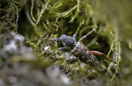 Aspen zebra beetle, cerambycidae, dark woodpiper, gray aspen buck, wood wasp, xylotrechus rusticus, beetle, longhorn beetle, coleoptera, insects, beetles
