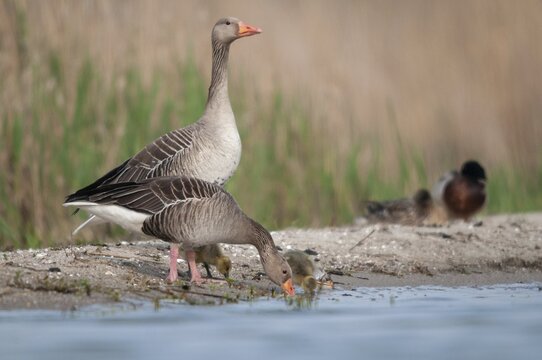 Anser Anser, Greylag or Graylag Goose, Grelag Goose, Anatidae, Birds, Duckbirds, Goose, Geese, Birds, Waterbirds