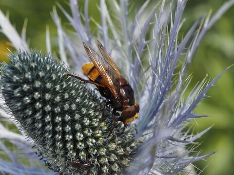 Close-up of a yellow-brown hornet fly (Volucella zonaria) on a thistle, Goms, Canton of Valais, Switzerland