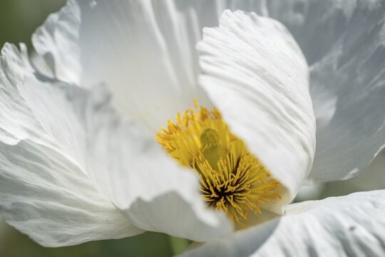 Wood poppy (Papaver cambricum), Chelsea Physic Garden, historic botanical garden, the oldest botanical garden in London, founded in 1673 by the Worshipful Society of Apothecaries, Chelsea, England, United Kingdom