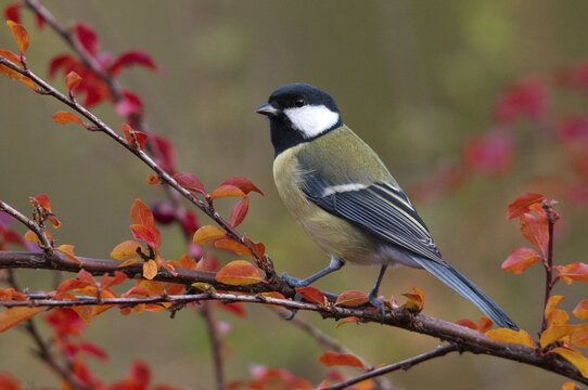 Great tit, great tit, parus major, autumn, birds, autumn, tits, passeri, songbirds, songbirds, tits, birds