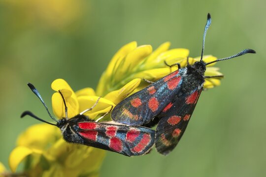 Carniolane burnet, eastern burnet moth, esparset ram, Carniola ram, zygaena carniolica, blood droplets, burnet, butterfly, insects, copula, moths, moths, moth, mating, butterfly, ram
