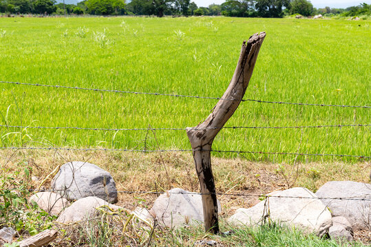 Weathered Wooden Fence Post with Barbed Wire in Lush Green Rice Field