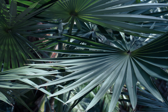 Tropical green palm foliage pattern full frame texture background