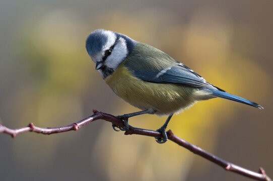 Blue tit, parus caeruleus, birds, tits, passeri, songbirds, songbirds, tits, birds
