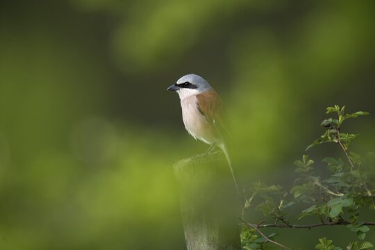 Lanius Collurio, red-backed shrike, redback shrike, birds, male, passeri, songbirds, songbirds, birds, shrikes