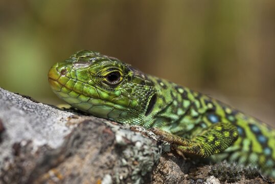 Ocellated lizard, pearl lizard, Timon lepidus, critters, lizards, extremadura, adolescent, jewelled lizard, juvenile, reptiles, lizards, reptilia, reptiles, Spain