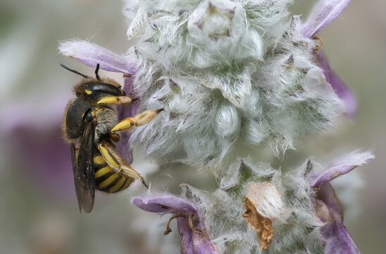 Anthidium manicatum, apidae, bees, European wool carder bee, garden woolbee, large woolbee, hymenoptera, megachilidae, woolbee, insects, wild bees