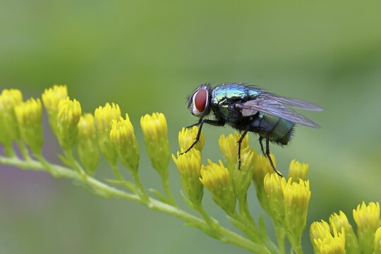 Golden fly (Lucilia caesar) on a yellow flower of the Solidago canadensis (Solidago canadensis), macro photograph, close-up, Wilnsdorf, North Rhine-Westphalia, Germany