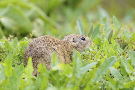 An adult ground squirrel (Spermophilus citellus) eats leaves and flowers on a cloudy day in a green meadow with tall vegetation. Austria