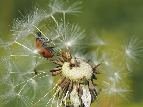 A ladybird, seven-spot ladybird (Coccinella septempunctata), sits on a withered dandelion in the sunshine. H&uuml;ttchopf, Fischenthal, T&ouml;sstal, Canton Zurich, Switzerland