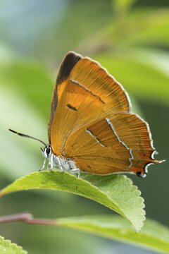 Birch tip, kidney spot, thecla betulae, brown hairstreak, butterfly, female, high size, portrait format, insects, butterfly, butterflies, butterflies, butterflies, female