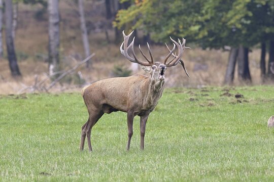 Red deer (Cervus elaphus) during the rutting season, a large stag roaring in a forest clearing, wildlife, autumn, Sauerland, North Rhine-Westphalia, Germany