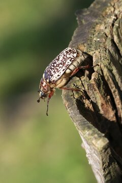 Leaf horn beetle, pine chafer, polyphylla fullo, scarabaeidae, Turkish May beetle, walker, beetle, coleoptera, high size, portrait format, insects, beetles