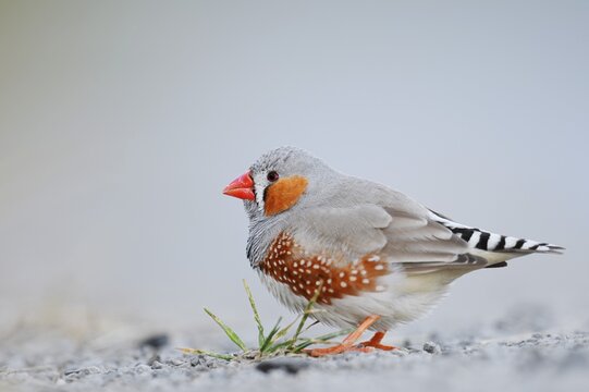 Australian zebra finch (Taeniopygia guttata castanotis), male, escaped pet bird, native to Australia, North Rhine-Westphalia, Germany