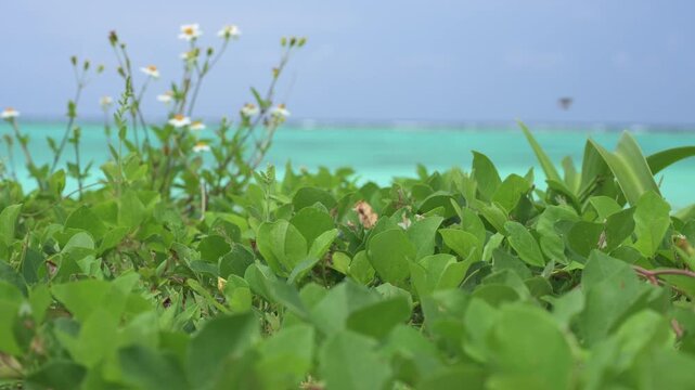 青空と白い雲の下に広がる透き通ったエメラルドグリーンの海
