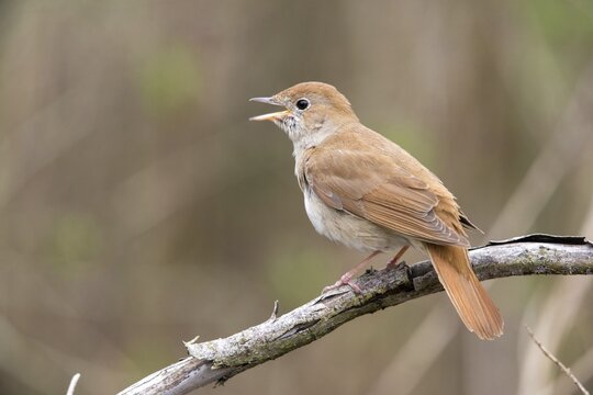 Luscinia megarhynchos, nightingale, birds, song, passeri, singing, songbirds, sining, songbirds, birds