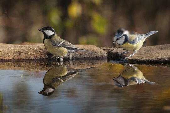 Blue tit, great tit, great tit, parus caeruleus, parus major, bath, bathe, bird bath, birds, tits, songbirds, songbirds, tits, drinking, birdbath, birds, watering place