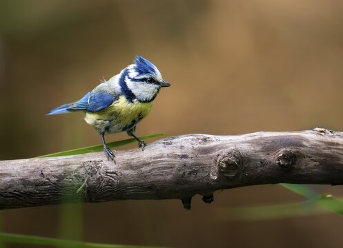 Blue tit (Cyanistes caeruleus), sitting on a thick branch, Canton Aargau, Switzerland