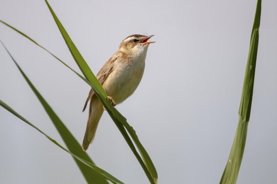 Acrocephalus Schoenobaenus, Sedge Warbler, Birds, Song, Passeri, Singing, Songbirds, Birds, Warbler