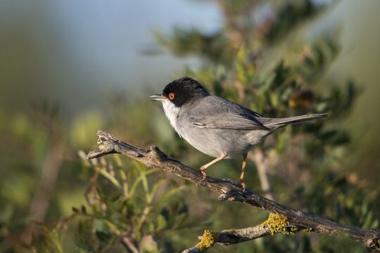 Granelli, Italy, Pantani Cuba and Longarini, velvet warbler, Sardinian warbler, Sylvia melanocephala, migratory bird sanctuary, Pantani Cuba & Longarini migratory bird sanctuary, birds, Italy, male, passeri, songbirds, Sicily, songbirds, foundation pro biodiversity, birds