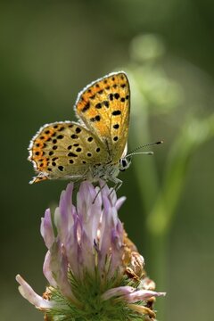 Brown moth, Lycaena tityrus, sulfur bird, sooty purple-edged copper, birds, butterfly, high size, portrait format, insects, butterfly, butterfly, butterflies
