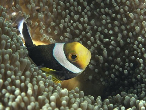 Yellow-black saddle spot anemonefish (Amphiprion polymnus) emerges from a sea anemone in the sea, dive site Puri Jati, Umeanyar, Bali, Indonesia