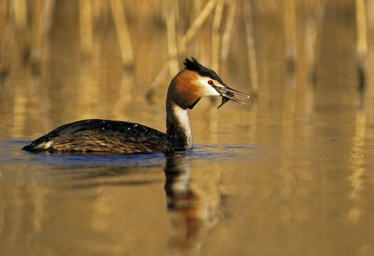 Great crested grebe, podiceps cristatus, prey, birds, capture, fish, grebe, hunting, rag grebe, mirror, podicipedidae, mirror image, diver, birds, waterbirds, waterbirds