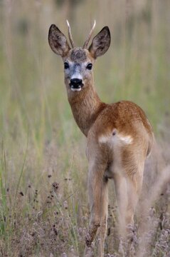 2009, artiodactyla, Brandenburg, Capreolus capreolus, even-toed ungulate, Germany, national natural heritage, natural paradise Gr&uuml;nhaus, cloven-hoofed deer, roe deer, post-mining landscape, green house, high size, portrait, male, mammals, males, mammals, mammals