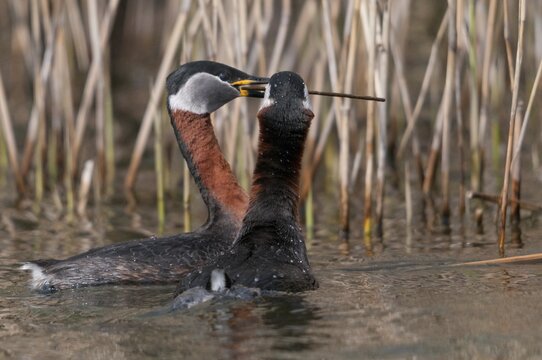 Podiceps grisegena, red-necked grebe, red-necked grebe, courtship behavior, birds, courtship display, grebe, podicipedidae, divers, birds, waterbirds, waterbirds