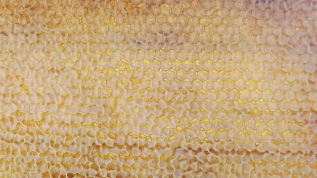 Detailed full frame view of natural raw organic honey golden liquid partially filling hexagonal wax cells of fresh honeycomb creating intricate repeating pattern background.