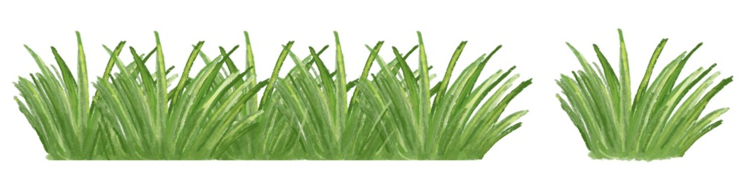 Hand drawn watercolor style grass tuft collection isolated on transparent background.