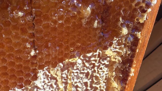 Golden honeycomb frame full of raw viscous honey with some dripping slowly from hexagonal cells, showcasing natural texture of beeswax and amber color of sweet product of bees, close-up.