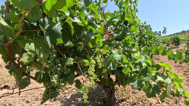 Close-Up of Grapes Growing on the Vine in a French Vineyard, Southern France
