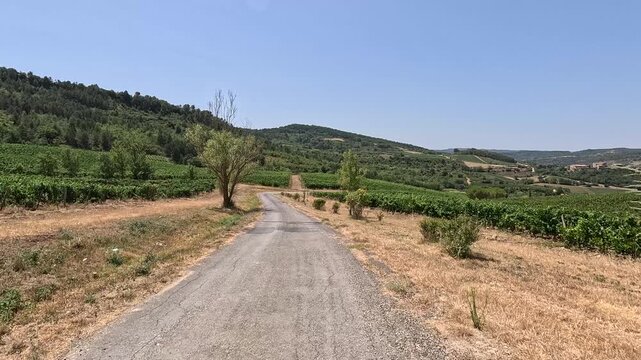 First Person View Walking on a Gravel Path Through French Vineyards