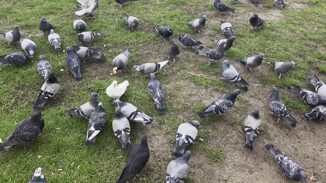 Flock of city pigeons walking and foraging for food on urban park ground with patches of green grass and bare dirt areas during daylight