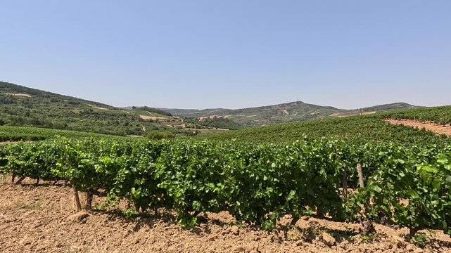 Vineyard on rolling hills in French countryside, static shot