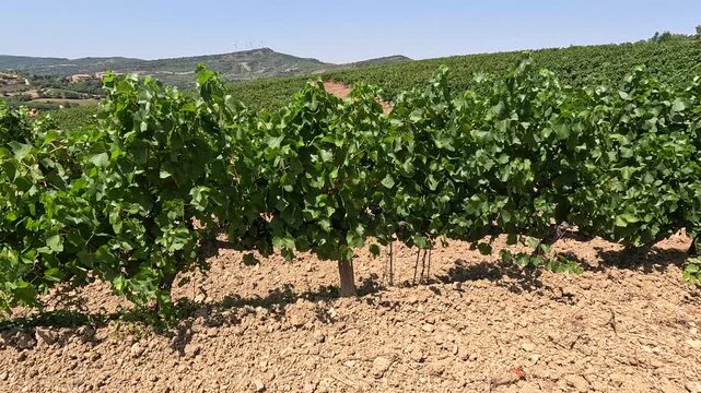 Vineyard on rolling hills in French countryside, static shot