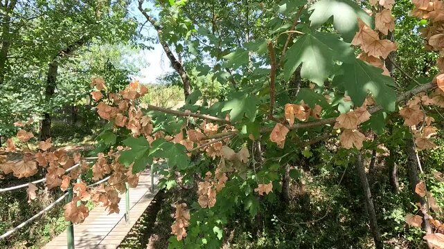 Maple tree branch with dry leaves from drought, France