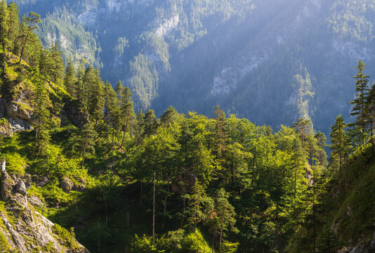 Beautiful view of sunlit green pine forests on steep mountain slopes in the Austrian Alps near Palfau