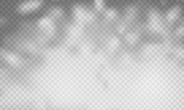 Gobo shadow light effect with tree leaf silhouette on wall surface. Natural sunlight overlay with soft texture pattern and foliage branches. Isolated transparent PNG vector for summer design backdrop.