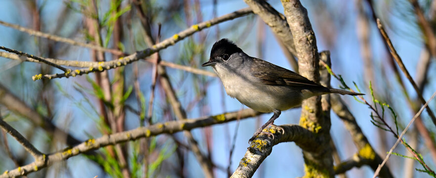 Eurasian blackcap - male // M&ouml;nchsgrasm&uuml;cke - M&auml;nnchen (Sylvia atricapilla) 