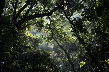 Fototapeta premium Forest canopy sunlight trees nature