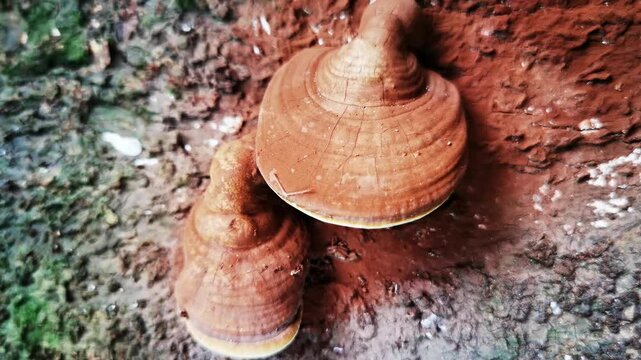 Close up view of Ganoderma lucidum bracket fungus mushroom growing naturally on a tree trunk in the forest