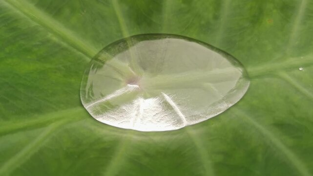 A large clear water droplet rests steadily on a broad green taro leaf showing delicate surface veins